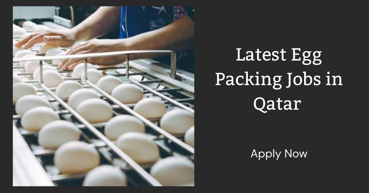 Latest Egg Packing Jobs in Qatar