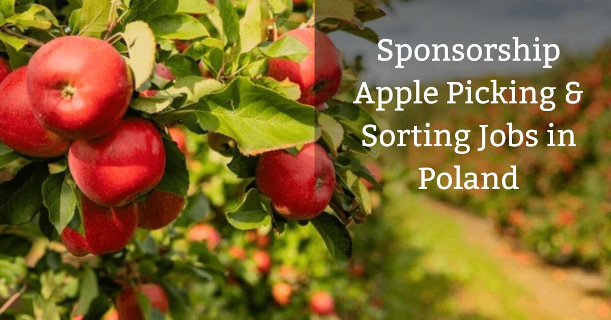 Sponsorship Apple Picking & Sorting Jobs in Poland