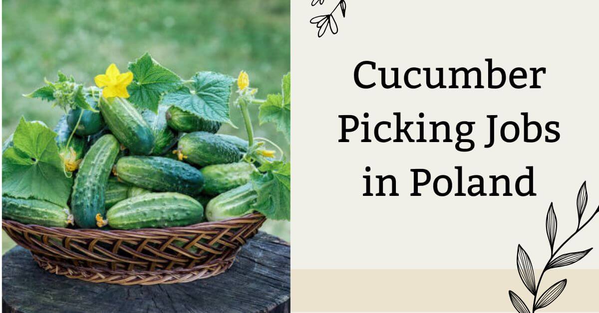 Cucumber Picking Jobs in Poland