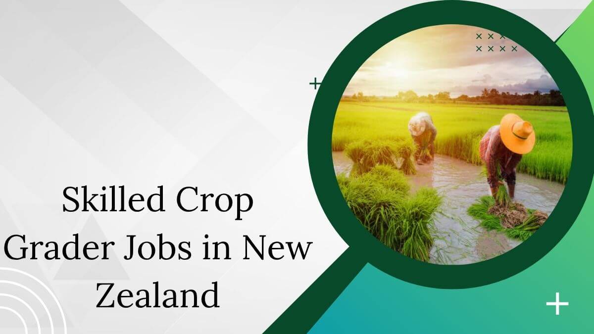 Skilled Crop Grader Jobs in New Zealand