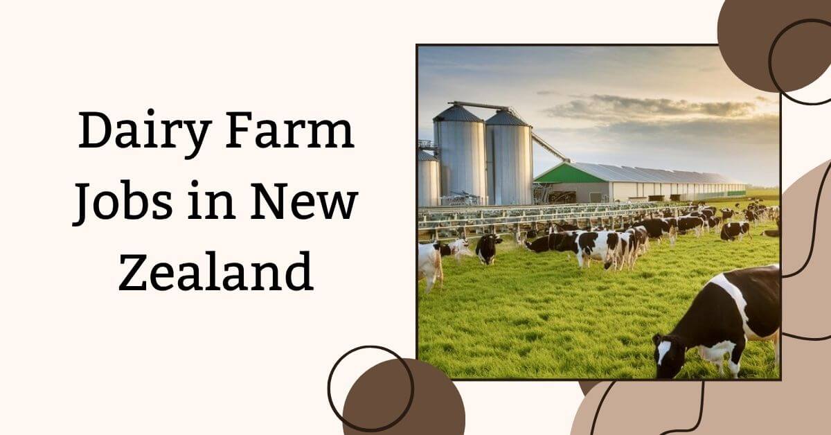 Dairy Farm Jobs in New Zealand