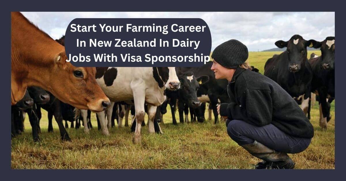 Start Your Farming Career In New Zealand In Dairy Jobs With Visa Sponsorship