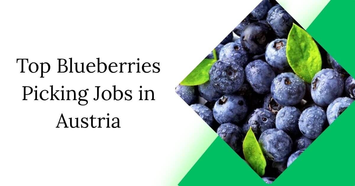 Top Blueberries Picking Jobs in Austria