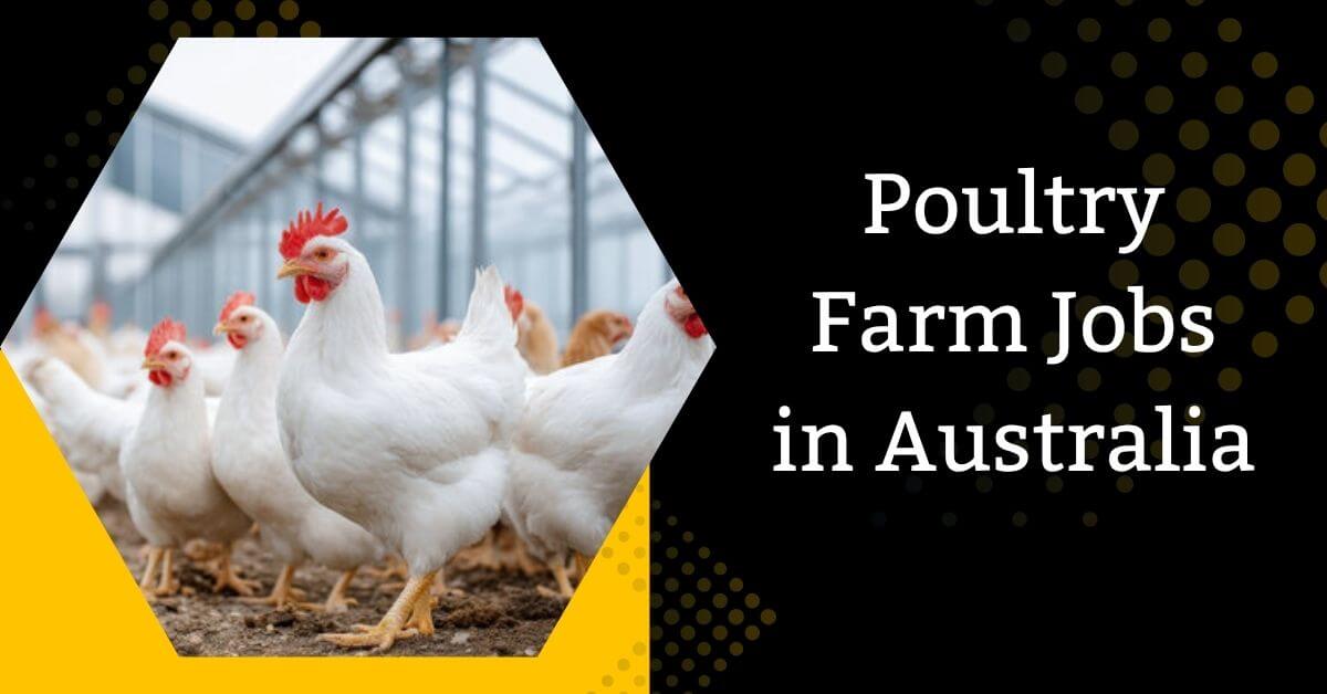 Poultry Farm Jobs in Australia